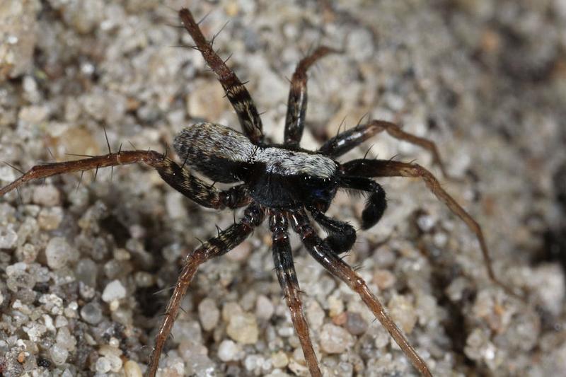 Pardosa_lugubris_D7406_Z_90_NP De Hoge Veluwe_Nederland.jpg